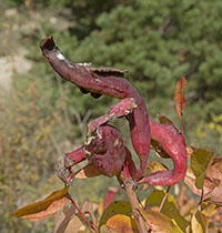 gall Baizongia pistaciae